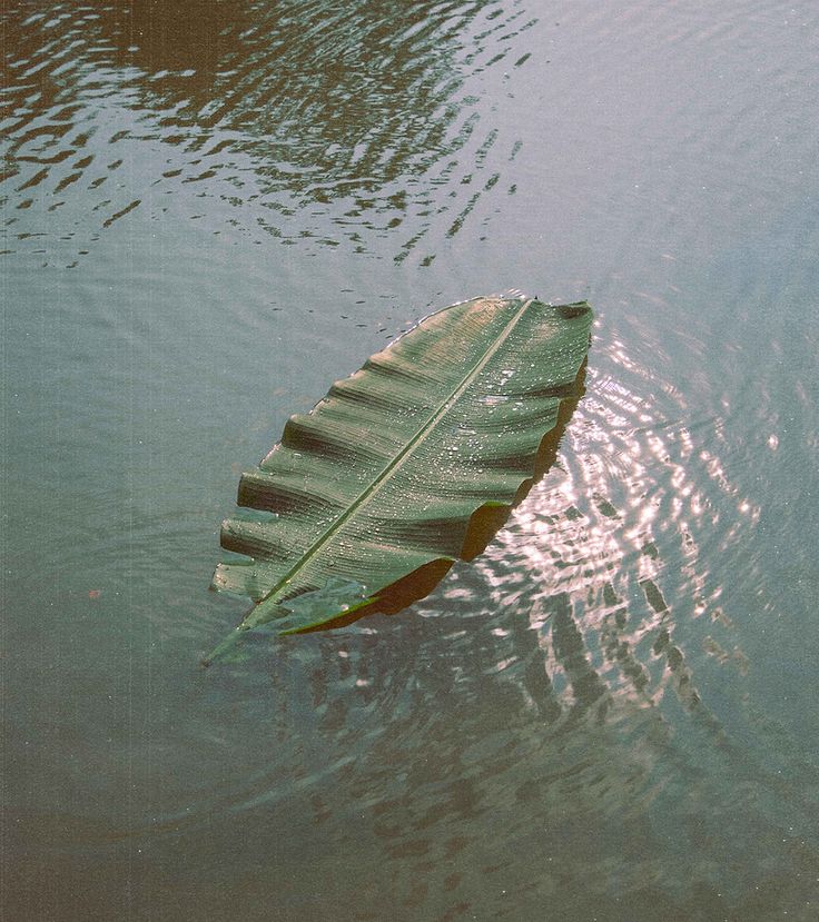 leaf floating in water